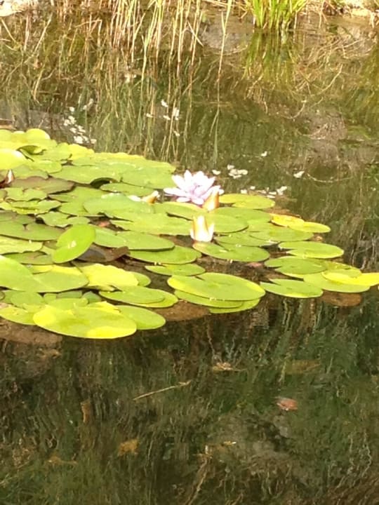 Bienenalm LUXGUT - OLIVIA