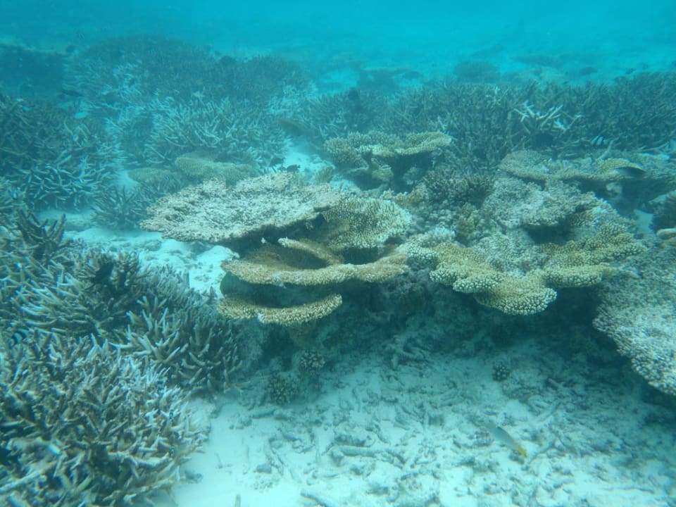 Schnorchelausflug Summer Island Maldives