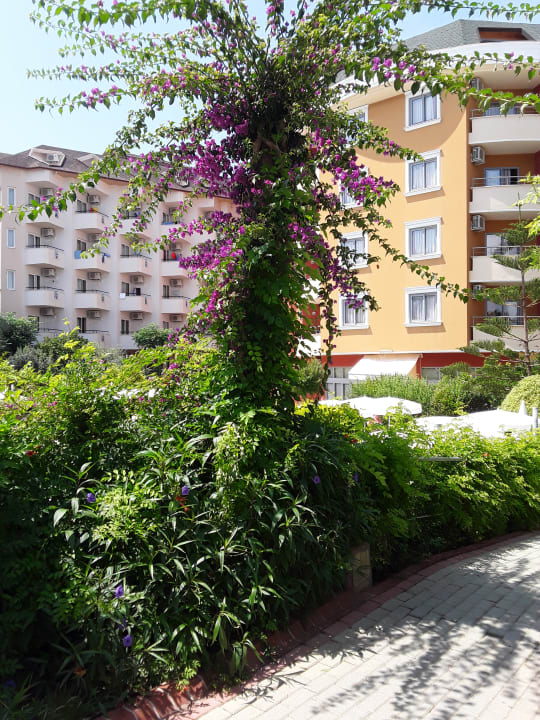 Gartenanlage Alaiye Resort & Spa
