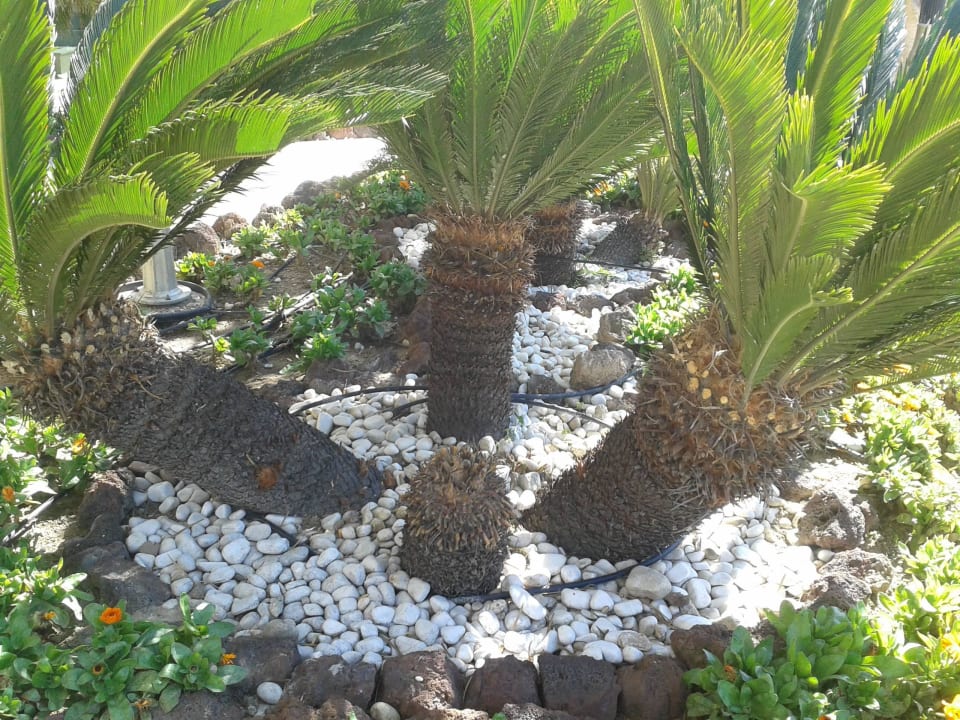 Mini-Palmen Diamond Excellence Resort & Spa