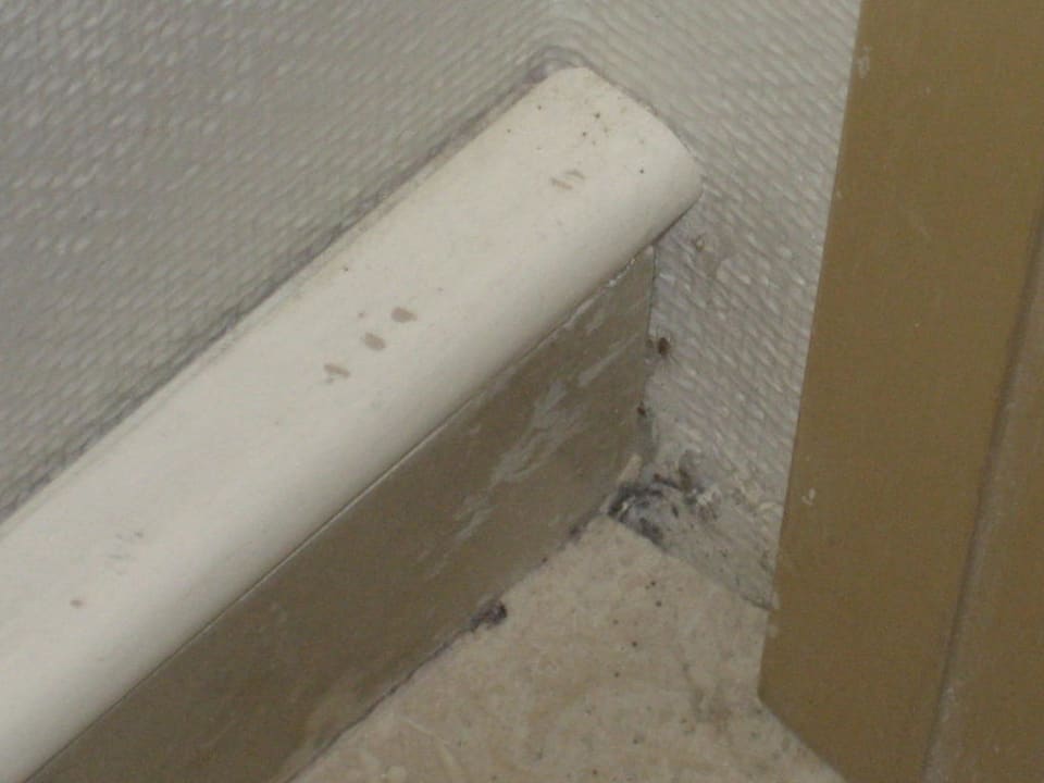 Zimmerreinigung! PALOMA Perissia