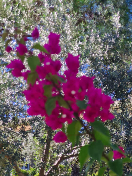 Gartenanlage Club Sidelya Hotel