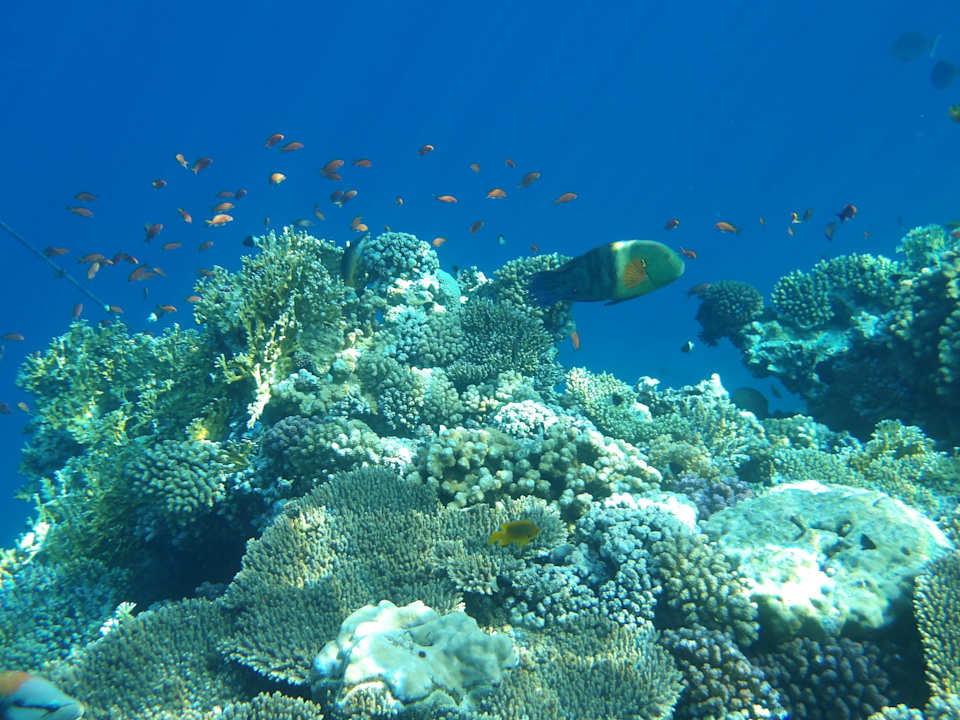 Strand Albatros Makadi Resort