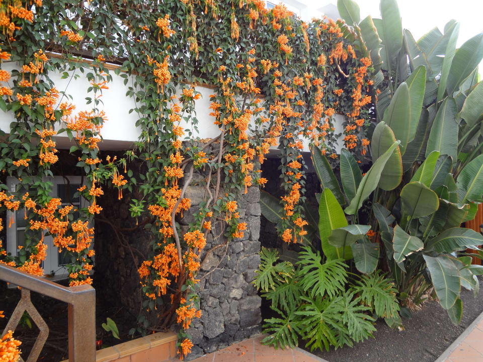 Pflanzen Plus Fariones Apartamentos