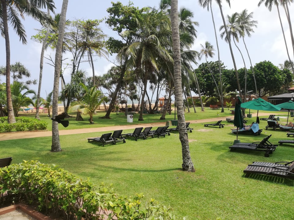 Garten Royal Palms Beach Hotel