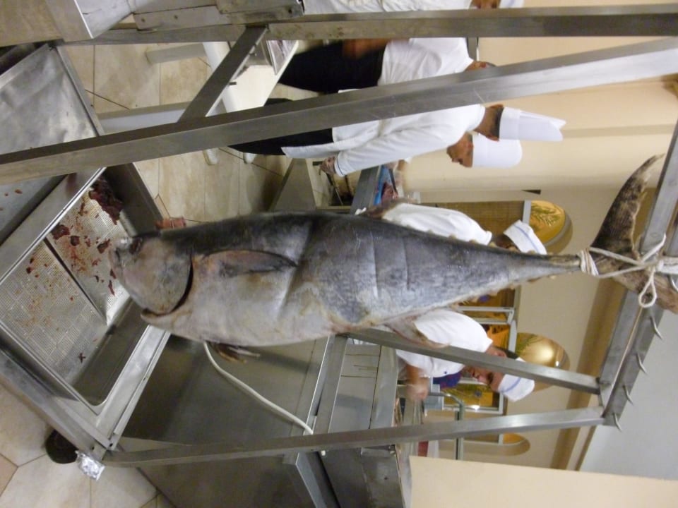 Frischer Tunfisch im Stück Zita Beach Resort