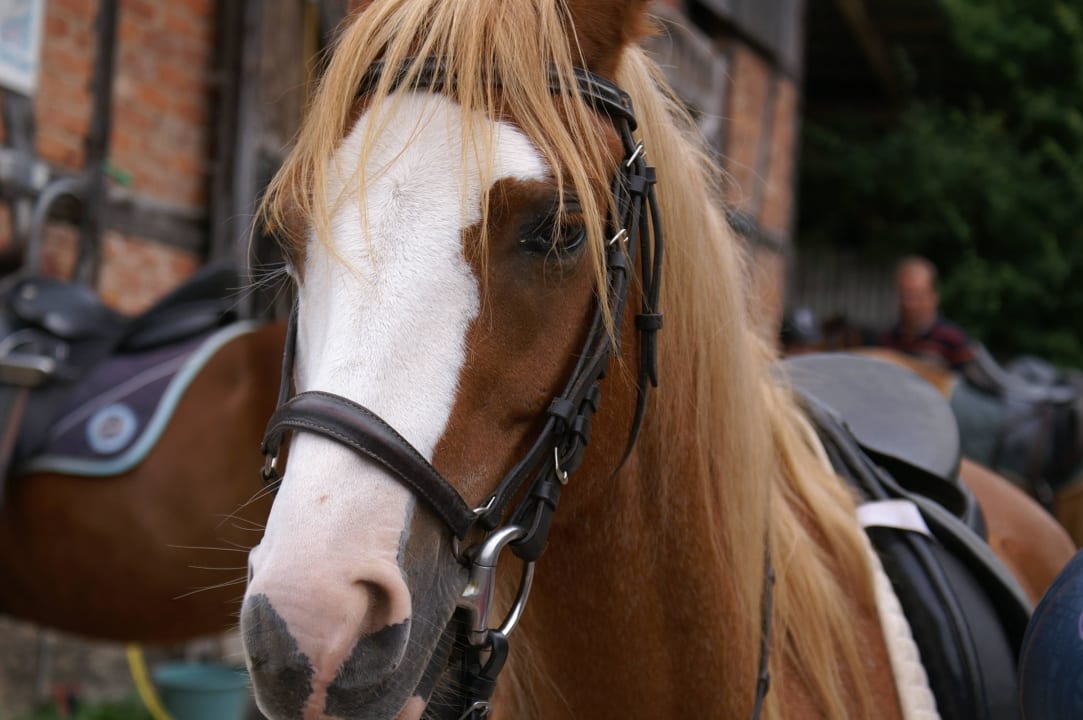 Cocky Ferienhof Probstei Zella