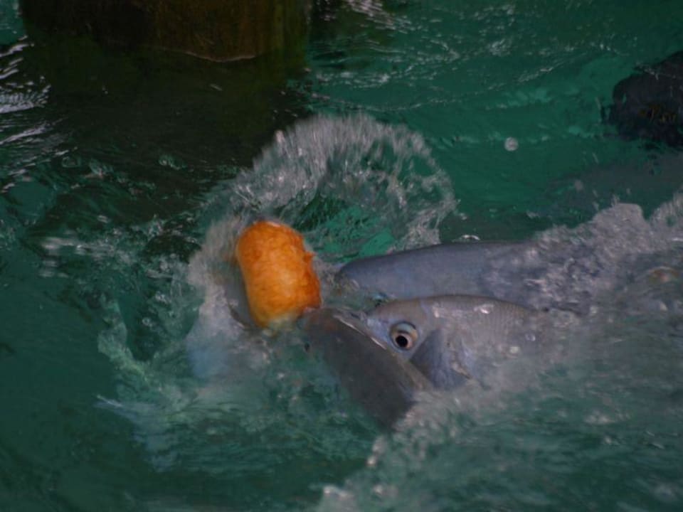 Am Hausriff Meeru Maldives Resort Island