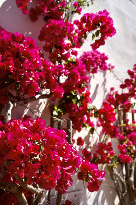 Gartenanlage Flipflop Cala Mandia