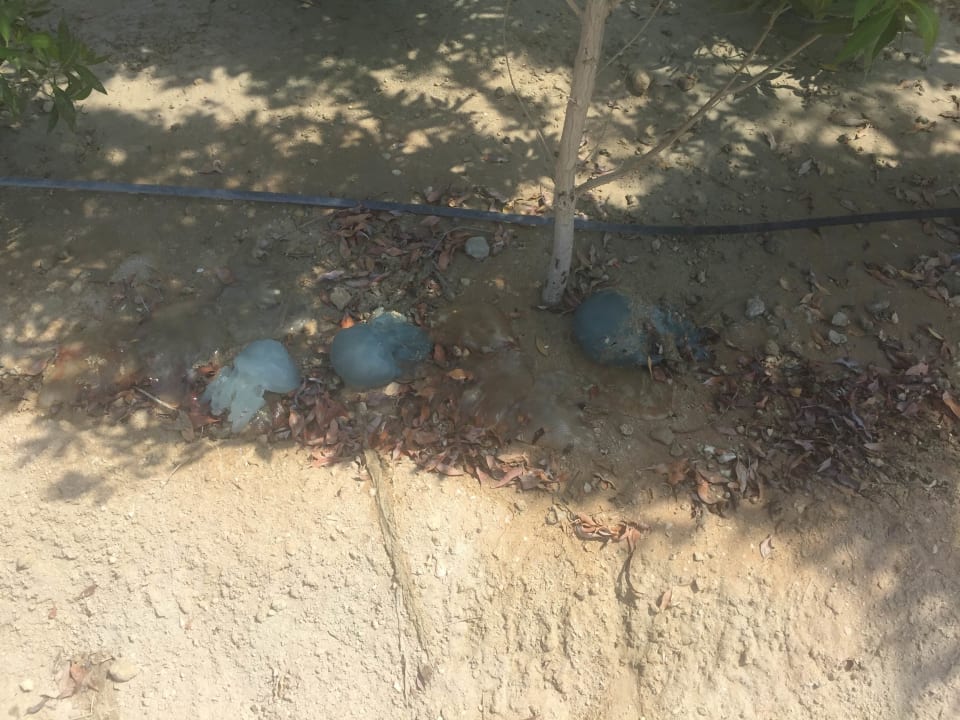 Strand Aloft Palm Jumeirah