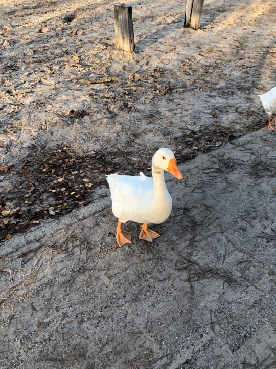 Sonstiges Sunparks Kempense Meren