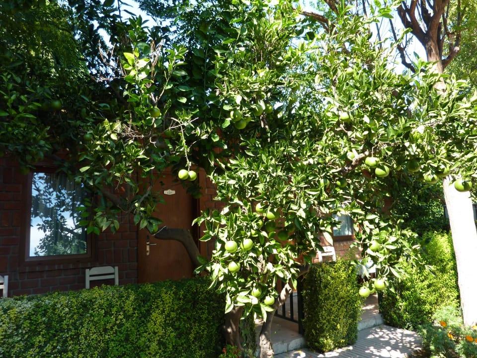Apfelsinenbaum Can Garden Beach