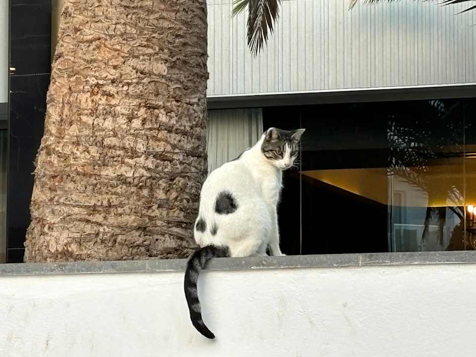 Sonstiges Hotel Riu Palace Maspalomas Adults Only