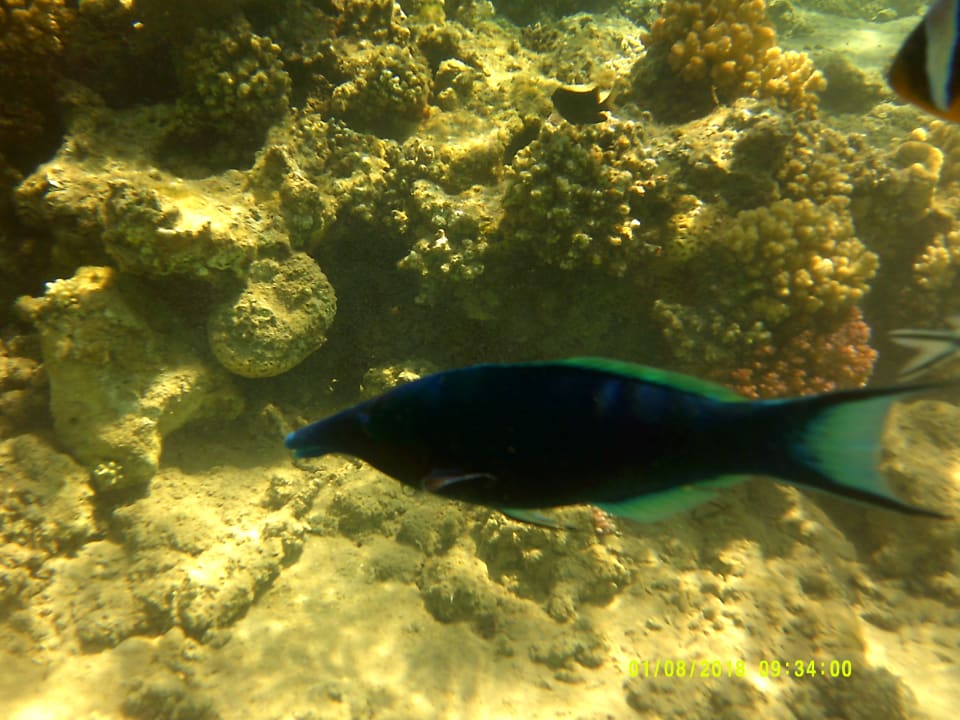 Sport & Freizeit Menaville Safaga