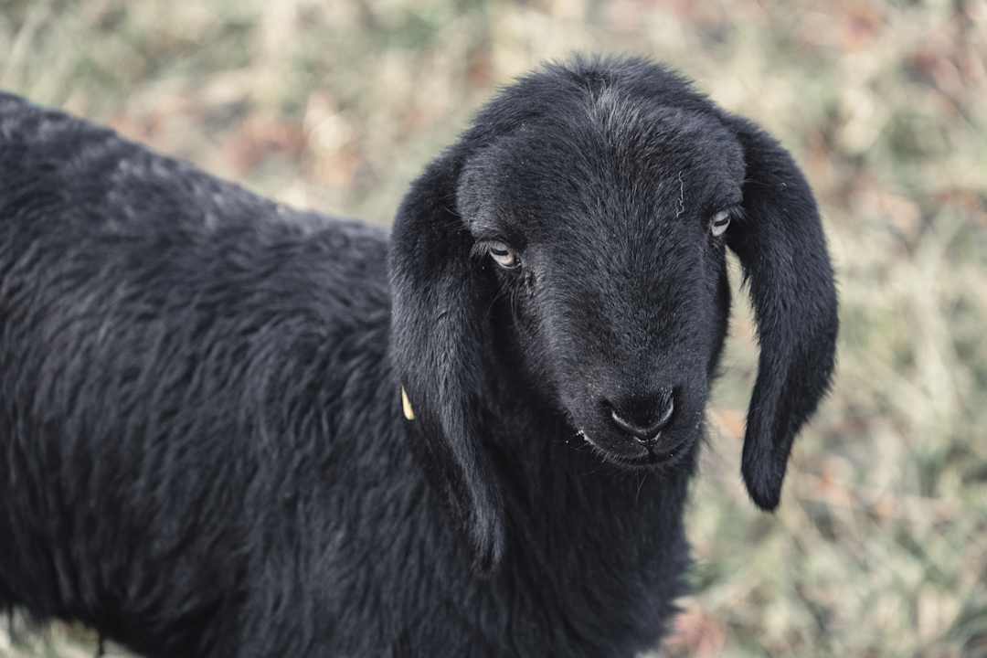 Sonstiges Maraias Luxury Suites & Apartments