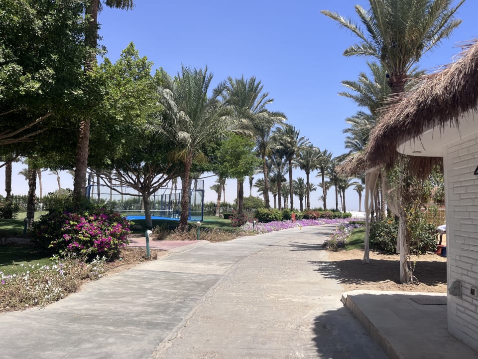 Gartenanlage Desert Rose