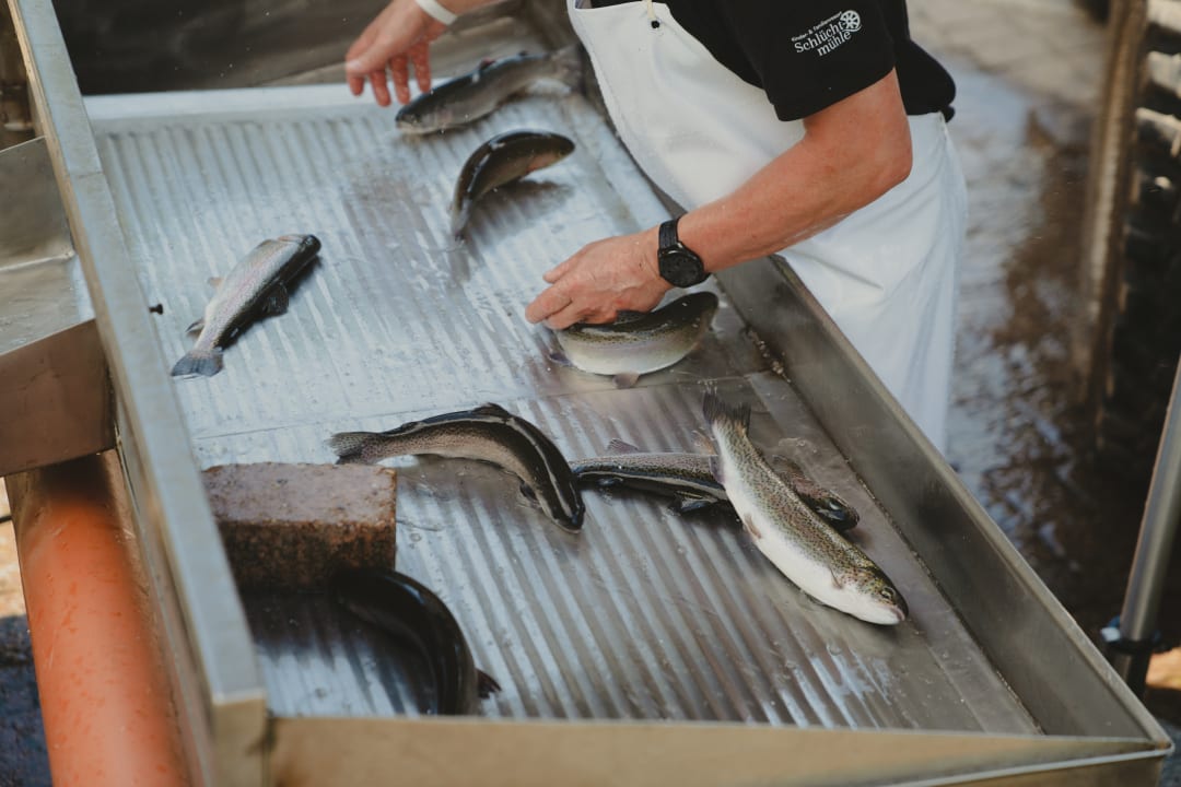 Gastro Hotel Tannenmühle