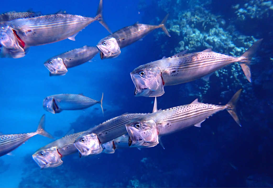 Strand Malikia Resort Abu Dabbab