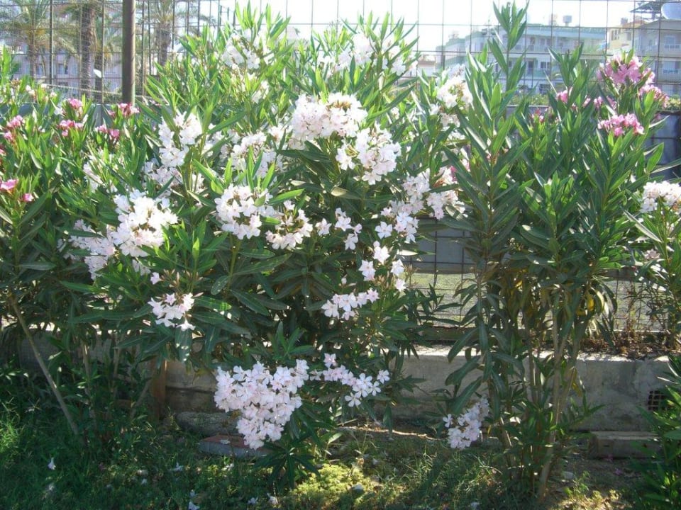 Pflanzen am Strand Hotel Kleopatra Bebek