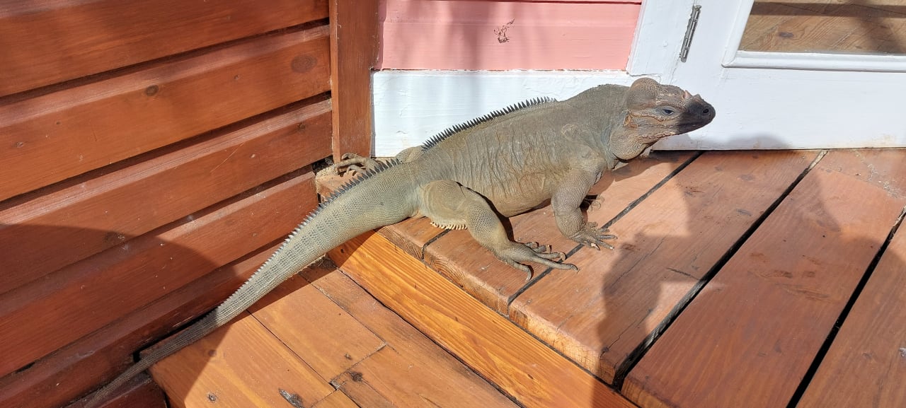 Sonstiges Hotel Viva Dominicus Beach by Wyndham - All Inclusive Resort