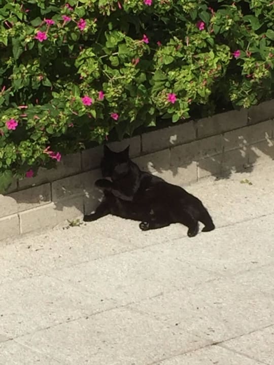 Sogar die Poolkatze ist noch da Hotel GHT Aquarium & Spa