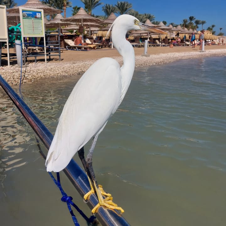 Strand Steigenberger Coraya Beach - Adults only