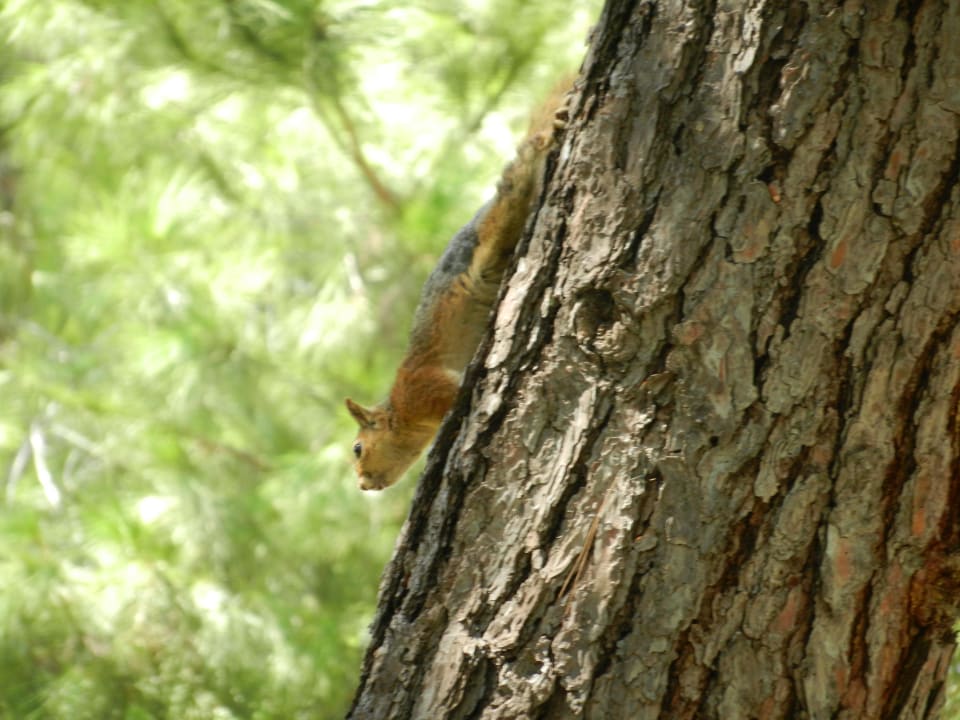 Xanadu  Xanadu Resort Hotel