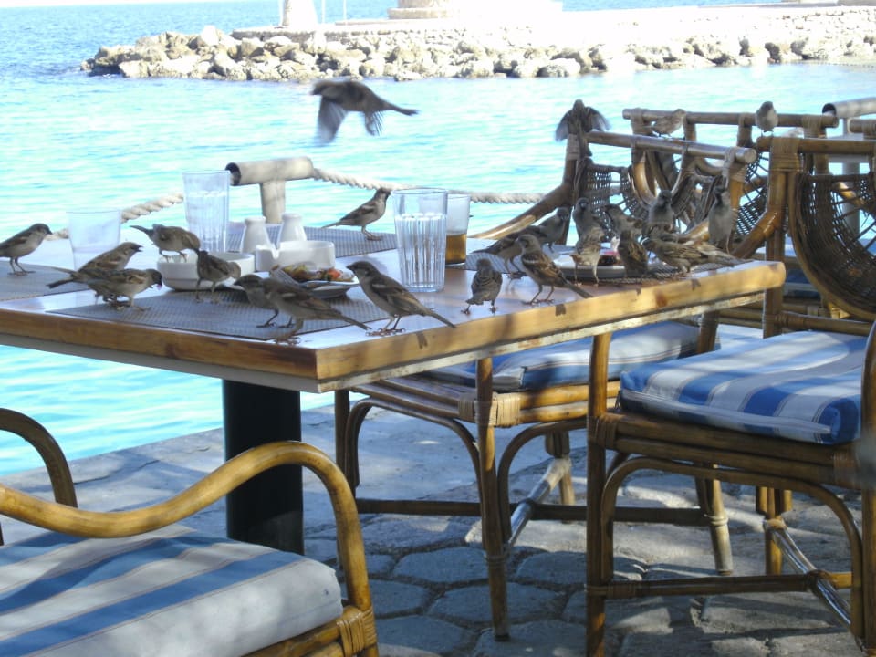 Restaurant Harbor Inn Pickalbatros Citadel Resort