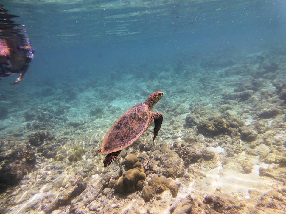 House turtle NH Collection Maldives Reethi Resort