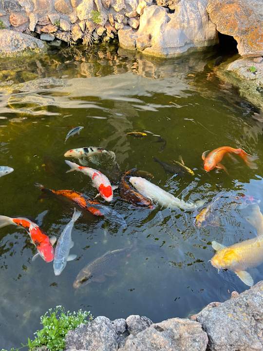 Gartenanlage Protur Vista Badia Aparthotel