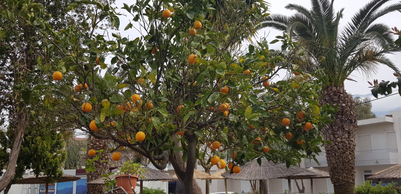 Gartenanlage Hotel Corissia Princess