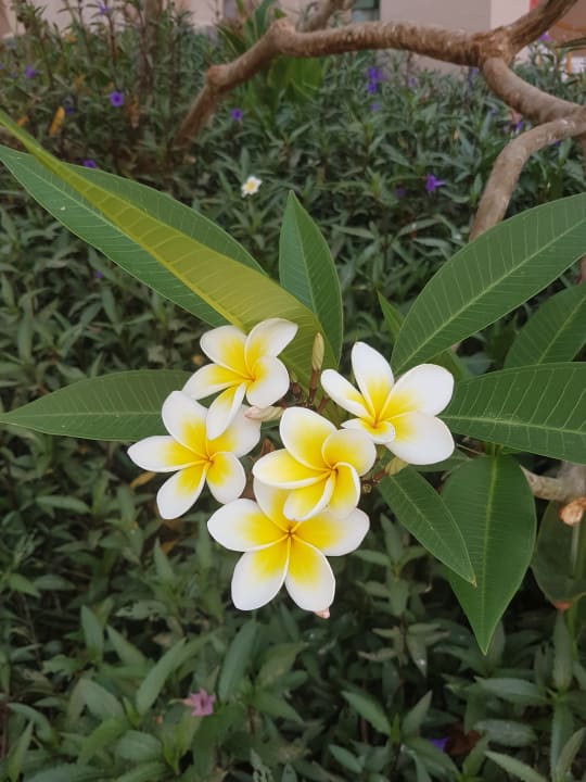 Gartenanlage Shams Alam Beach Resort