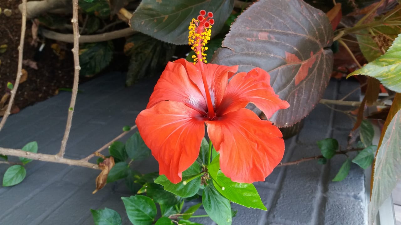 Gartenanlage Hotel Nara