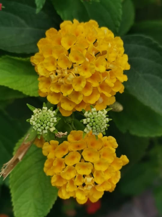 Gartenanlage BV Borgo del Principe