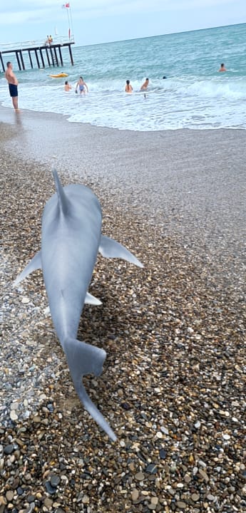 Strand Crystal Paraiso Aqua Collection