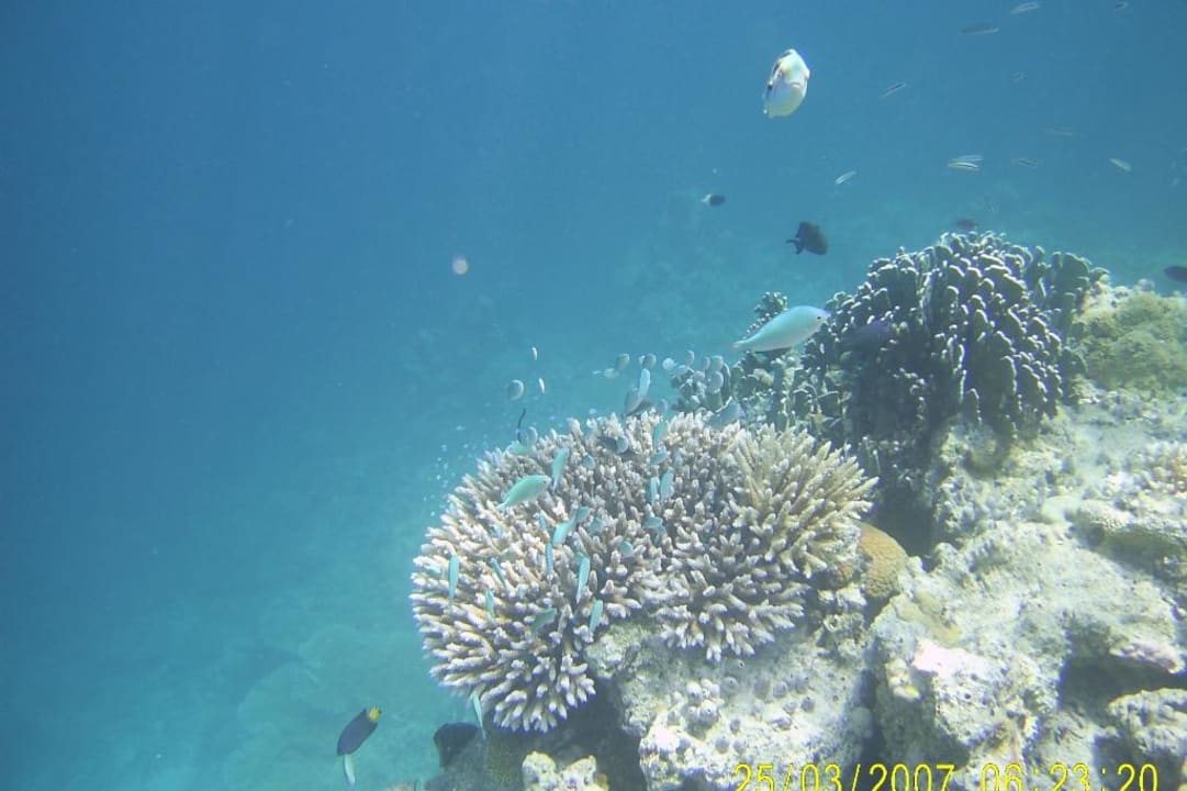 Riff Eri Maldives