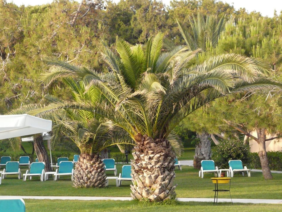 Liegewiese Turquoise Hotel