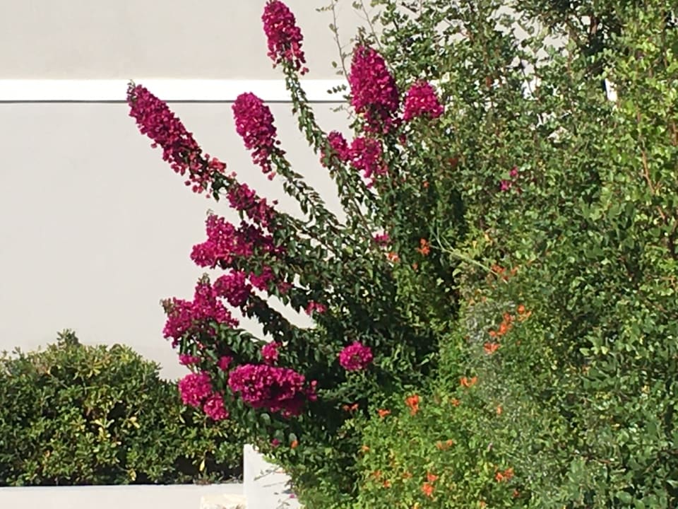 Gartenanlage Anemos Luxury Grand Resort