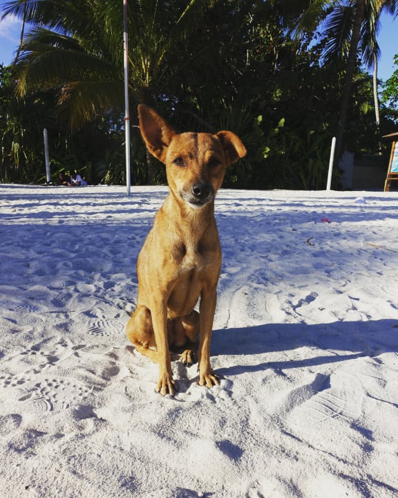 Hund whala!boca chica