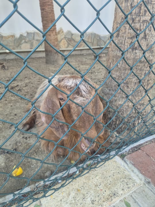 Gartenanlage Dizalya Palm Garden