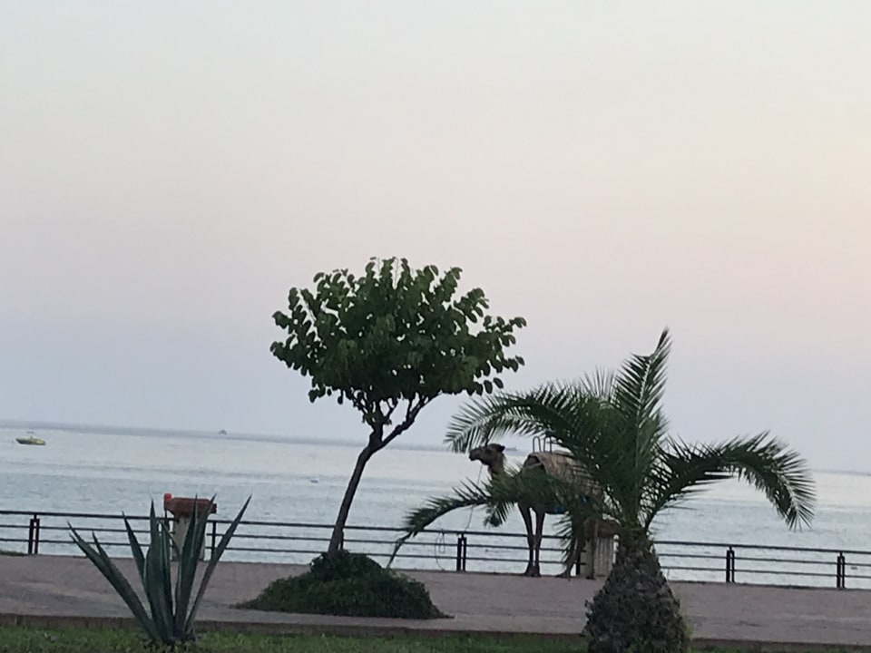 Ausblick Parador Beach Hotel