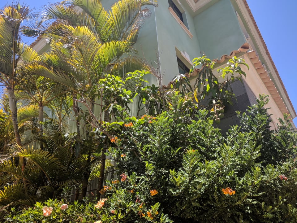 Gartenanlage mit Mangos R2 Rio Calma Hotel & Spa & Conference