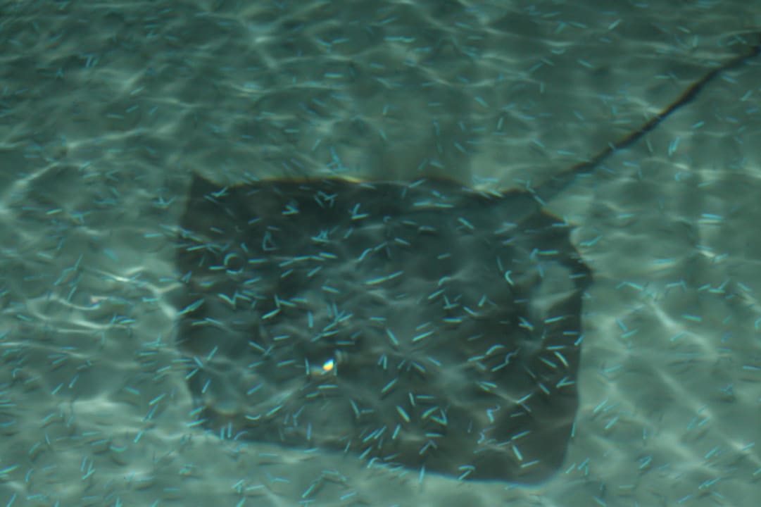 Wasser Villa - Riesen-Roche in der Nacht Sun Siyam Iru Fushi