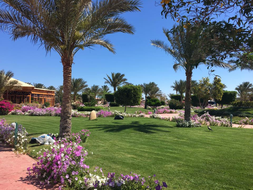 Gartenanlage Desert Rose