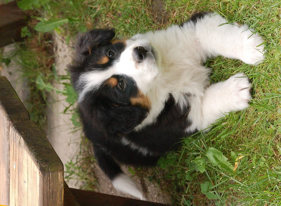 Balu unser Hund Bauernhof Pichlerhof