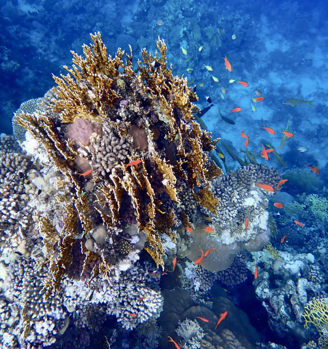 Strand Brayka Bay Resort