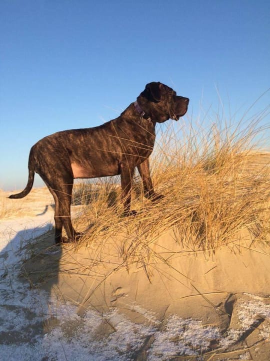 Hundefreundliche Insel Nordsee Hotel Borkum