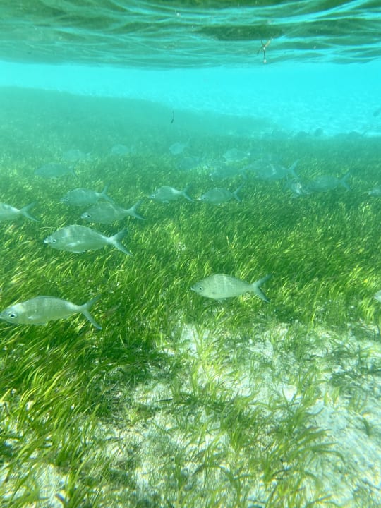 Strand Meeru Maldives Resort Island