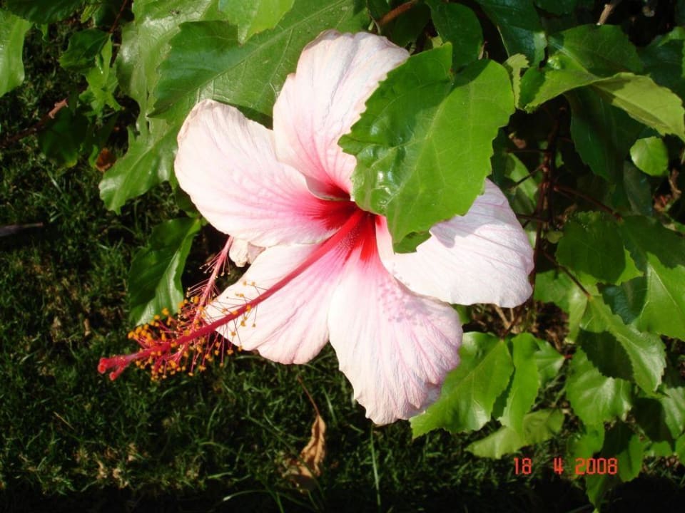 Blühende Anlage Ghazala Beach