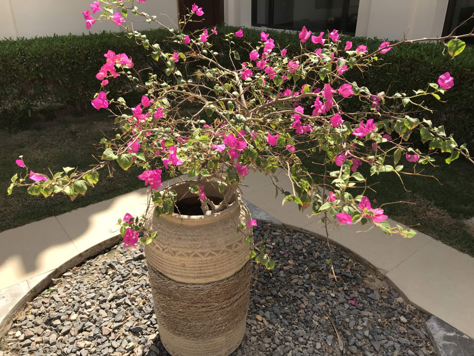 Gartenanlage Stella Beach Resort & Spa Makadi Bay